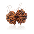 Gauri Shankar Rudraksha
