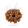 14 Mukhi Rudraksha