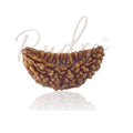 1 Mukhi Rudraksham