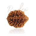 2 Mukhi Rudraksha