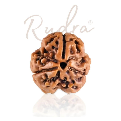 Original 3 mukhi rudraksha bead for confidence and purification