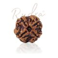 4 Mukhi Rudraksha