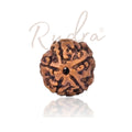5 Mukhi Rudraksha