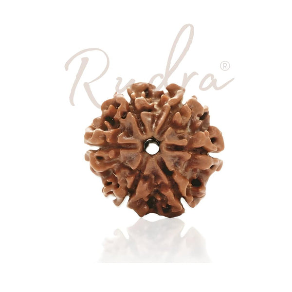 6 Mukhi Rudraksha