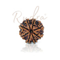 8 Mukhi Rudraksha
