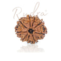 9 Mukhi Rudraksha