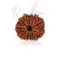 10 Mukhi Rudraksha