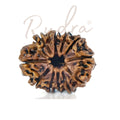 11 Mukhi Rudraksha