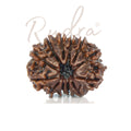 12 Mukhi Rudraksha