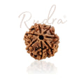 7 Mukhi Rudraksha